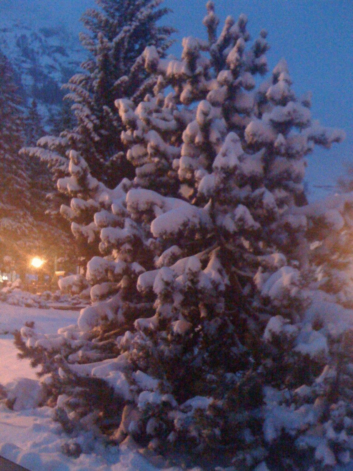 Albergo Alpenrose Ski&Bike Mountain Hotel Gressoney-Saint-Jean Zewnętrze zdjęcie